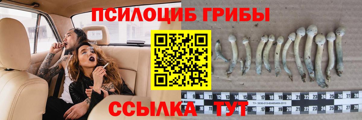 Махачкала  Галлюциногенные грибы Psilocybine cubensis  Вход с VPN 