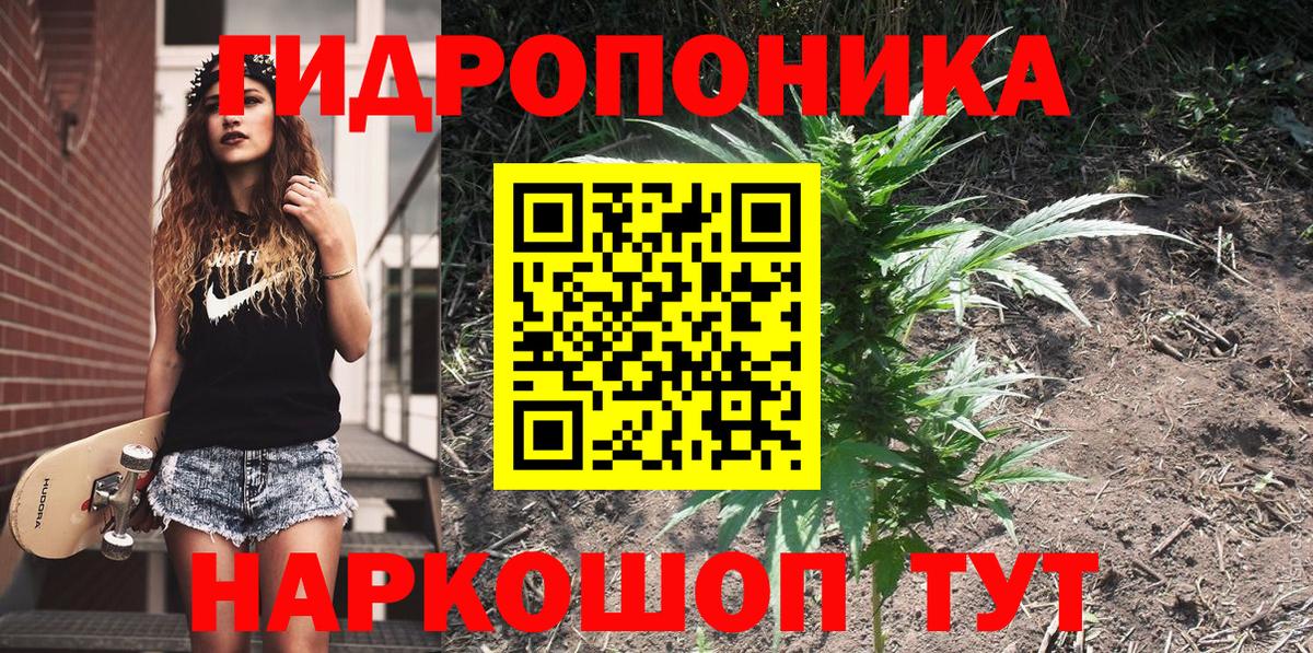 Бошки марихуана конопля Махачкала